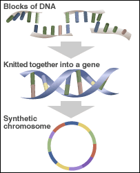 BBC NEWS | Science/Nature | Synthetic life 'advance' reported