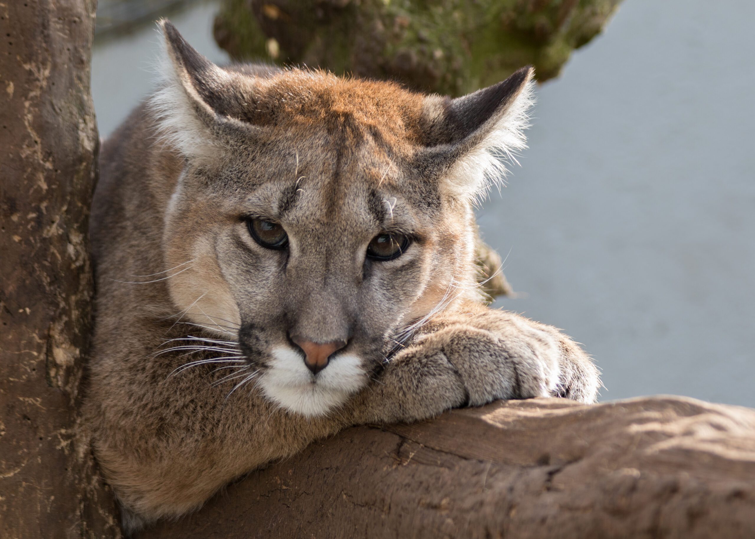 A mountain lion perched in a tree is seen up close with its head resting on its paw.