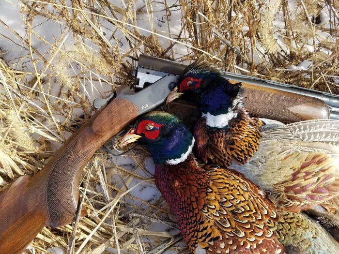 10 Ways to Kill More Late-Season Pheasants – Everest News