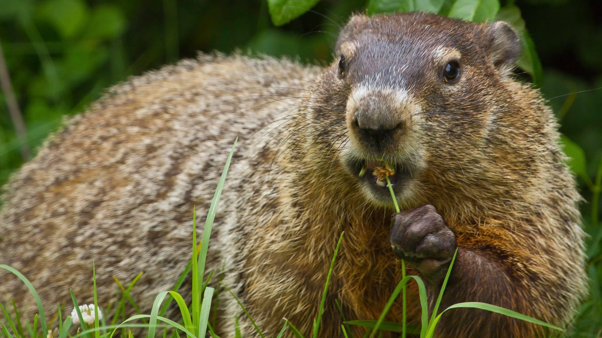 Groundhog Day 2024 Canada - Kyle Shandy