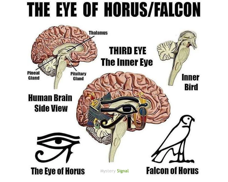 Ancient Egyptians knew this Eye of Horus : Fractions in your Brain Over ... image.