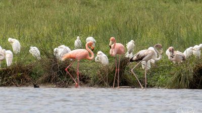 Image for story: PHOTOS: Likely displaced flamingos spotted in Tennessee 