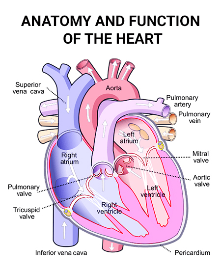 What Are The Parts Of The Heart Called - Infoupdate.org