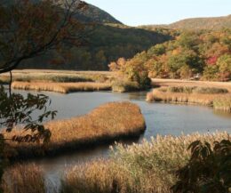 Iona Island marsh, a Hudson River tidal wetland, via NYSDEC