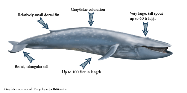 Why are blue whales suddenly changing the frequency of their songs ...