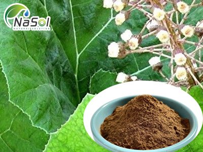 Butterbur extract (Chiết xuất Bơ gai) 