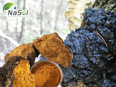 Chaga extract (chiết xuất nấm Chaga dạng bột)