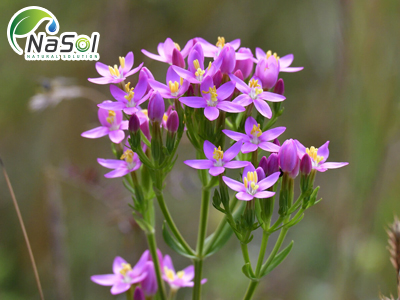 Centaury extract