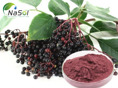 Chiết xuất quả cơm cháy (Elderberry extract)