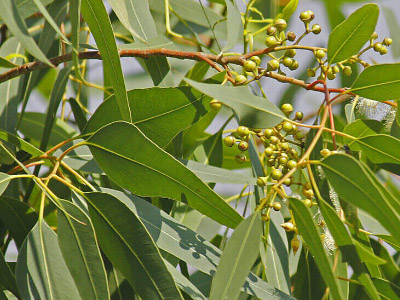 Eucalyptus