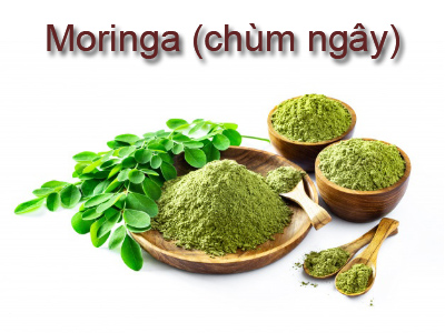 Moringa (chùm ngây)