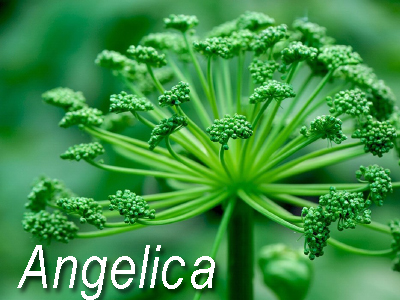 Angelica