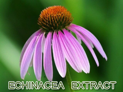 Echinacea