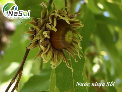 Nước nhựa Sồi (Quercus Acutissima Sap)