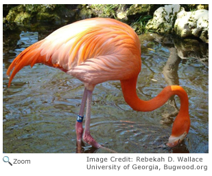 American flamingo 