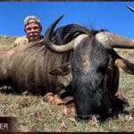 African blue wildebeest hunt.