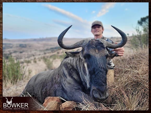 Blue Wildebeest hunt.