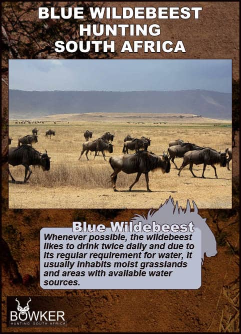 Blue Wildebeest drink twice daily.