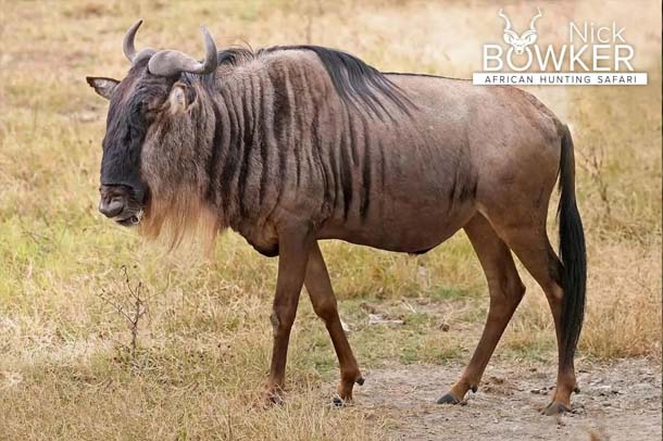 Blue Wildebeest male standing on the plains. Males have a blackface when mature. 