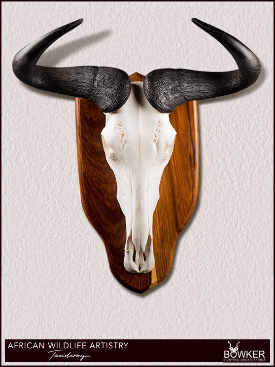 Blue Wildebeest skull mount. South African Taxidermy prices.