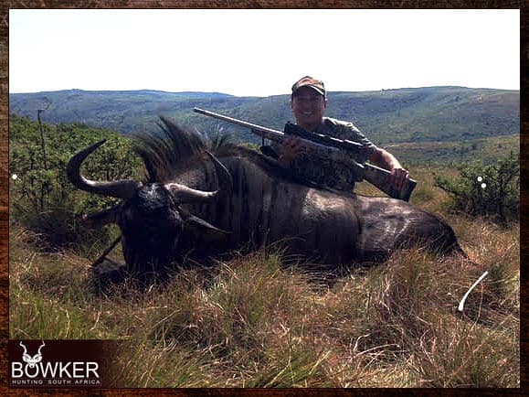 Blue Wildebeest hunting - trophy shot in the Eastern Cape South Africa. Blue Wildebeest can be added to any of our South African Hunting Safari Packages.