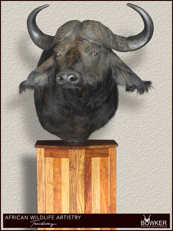 Buffalo shoulder mount.