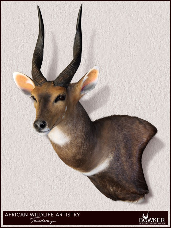 Bushbuck wall pedestal mount