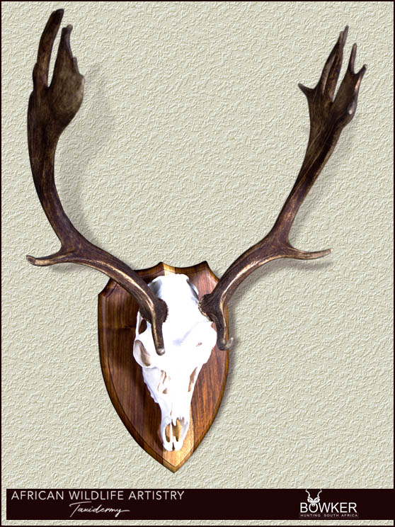 Fallow deer skull mount. South African taxidermist price list.