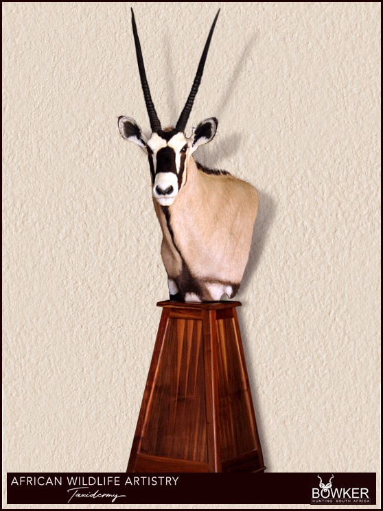 Gemsbok floor mount. African taxidermist price list.