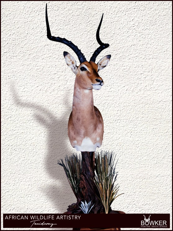 Impala floor pedestal mount. See our african taxidermy price list.