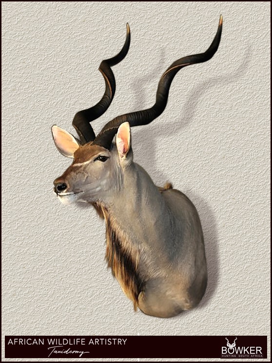 Kudu Shoulder mount