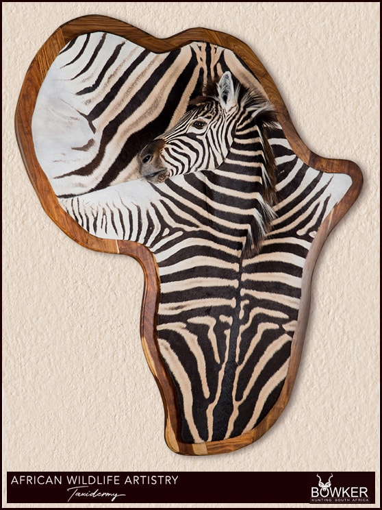 Zebra rug mount shield. See our South African taxidermist price list.