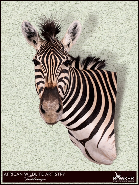 Zebra wall pedestal mount. See our african taxidermy price list.