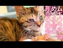 ムギワラ子猫、その成長と運命の出会い