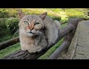 手摺りの上に猫が寝ていたので隣に座ったら膝の上に乗ってきた