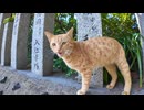 神社の参道にいた茶トラ猫ちゃんがカワイイ