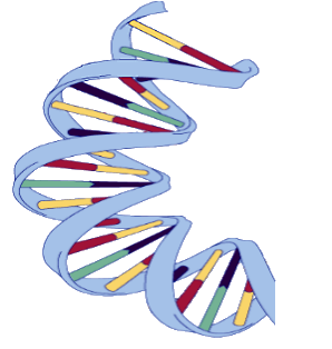 Archivo:DNA