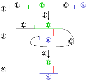 Archivo:Insulin synthesis