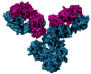 Archivo:Anticuerpo Monoclonal