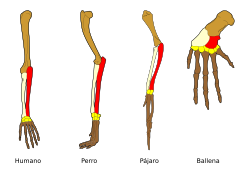 Archivo:Homology vertebrates-es