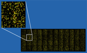 Archivo:Microarray2