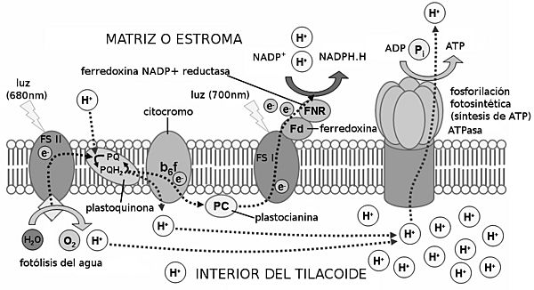 Archivo:Etapa.luminosa