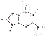 Archivo:Guanina