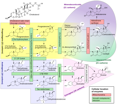 Archivo:Steroidogenesis