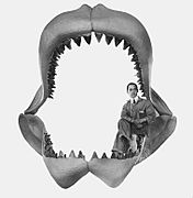 Carcharodon megalodon