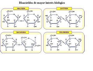 Archivo:Disacaridos-de-interes-biologico