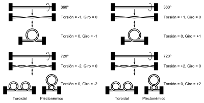 Archivo:Linear DNA Supercoiling-es