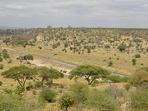 Archivo:Tarangire-Natpark800600