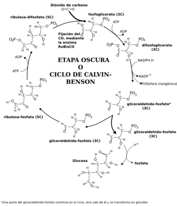 Archivo:Ciclo de Calvin