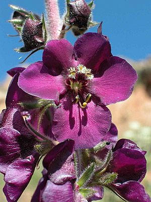 Archivo:Verbascum wiedemannianum